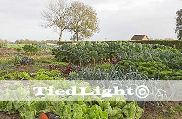 moestuin